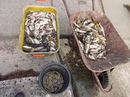 uhynul ryby ze Zlatho Crku a rybnk v Poho (rok 2015)