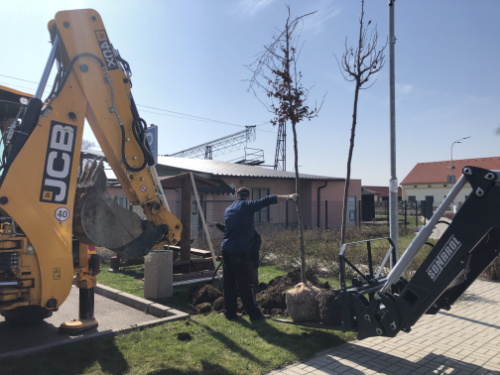 Vsadba novch strom v centru obce (rok 2020)