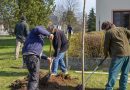 Výsadba stromů v centru obce Pohoří